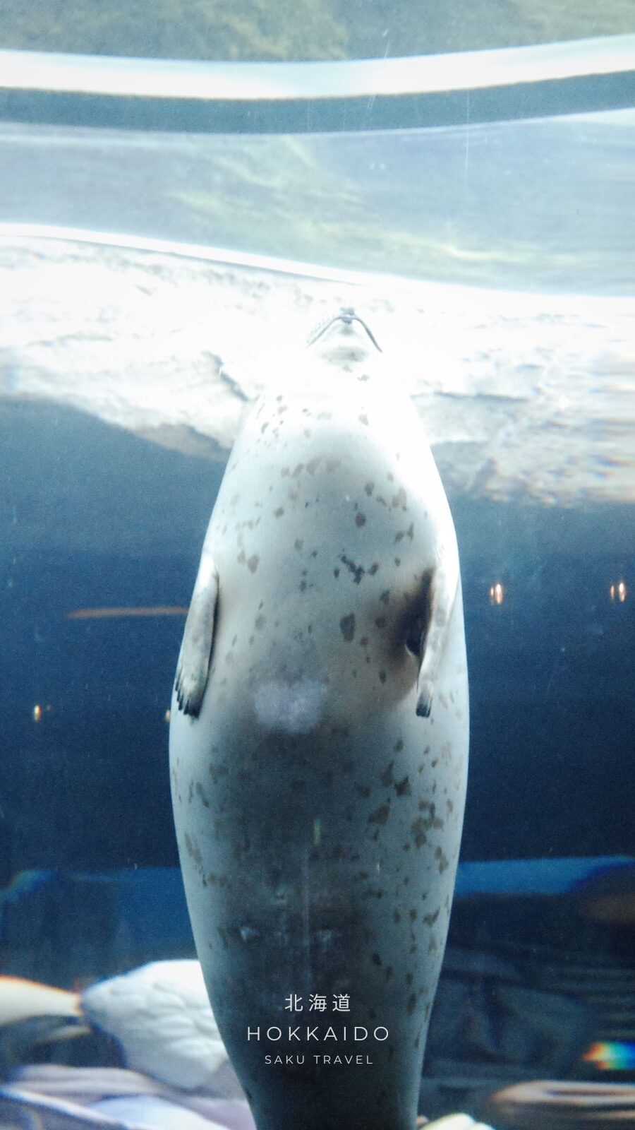 旭山動物園あざらし