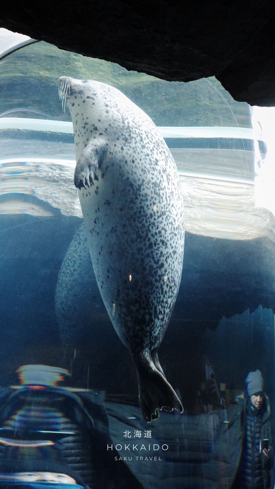 旭山動物園あざらし