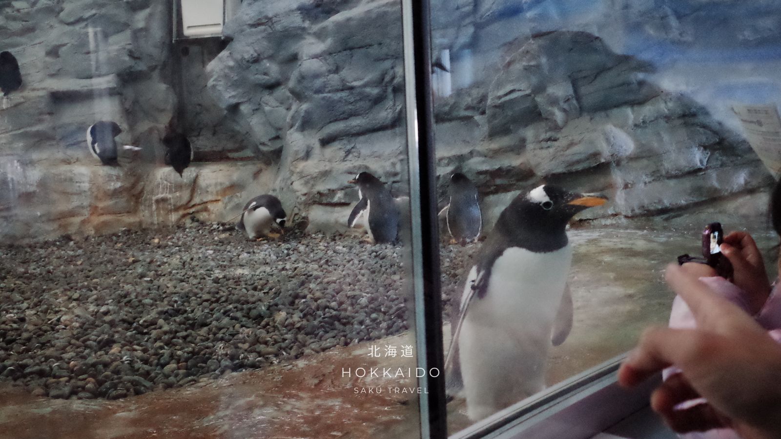 旭山動物園ぺんぎん